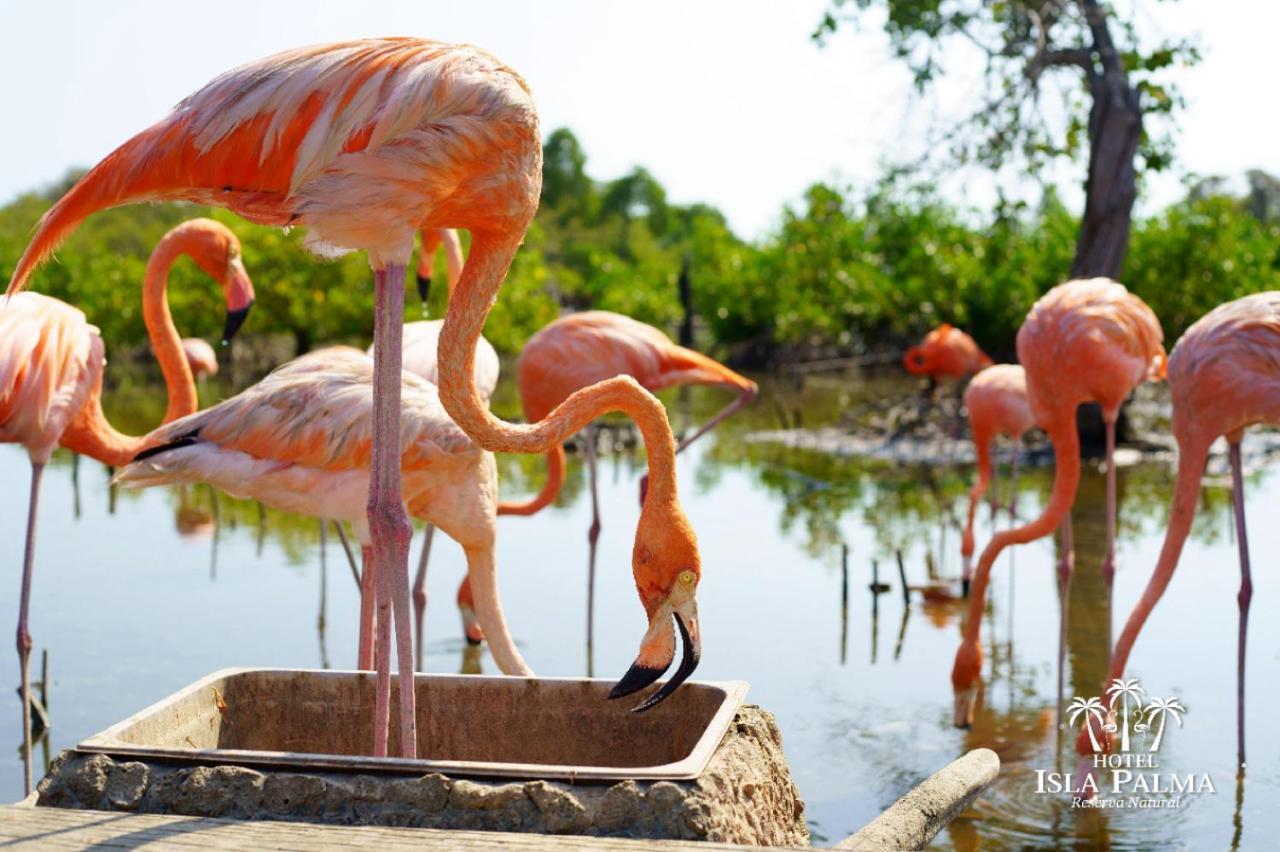 Hotel Isla Palma Reserva Natural Dış mekan fotoğraf
